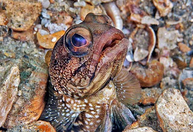 Banded Jawfish